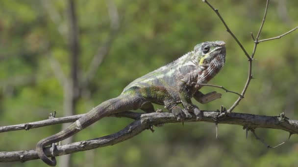 Chameleon sits on a tree branch and looks around. Panther chameleon (Furcifer pardalis).