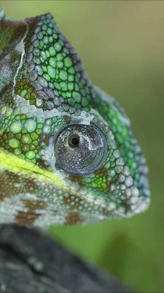 Close-up portrait of Chameleon rotates eye looking around during molting. Panther chameleon (Furcifer pardalis).