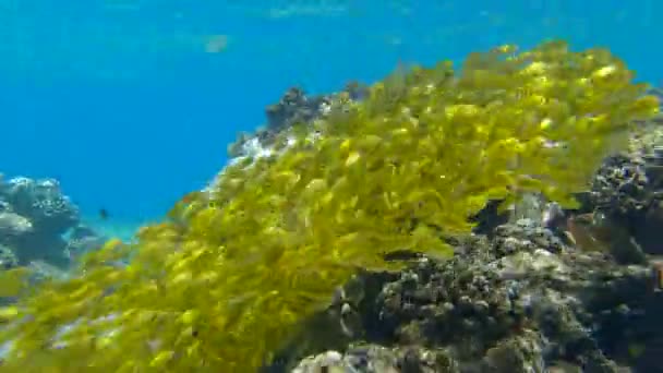 1,951 Coral Reef Vertical Stock Video Footage - 4K and HD Video Clips