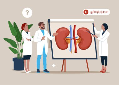 Medical specialists studying donor inner organ. Doctors examining kidneys flat vector illustration. Medicine, physiology and pharmacy research.