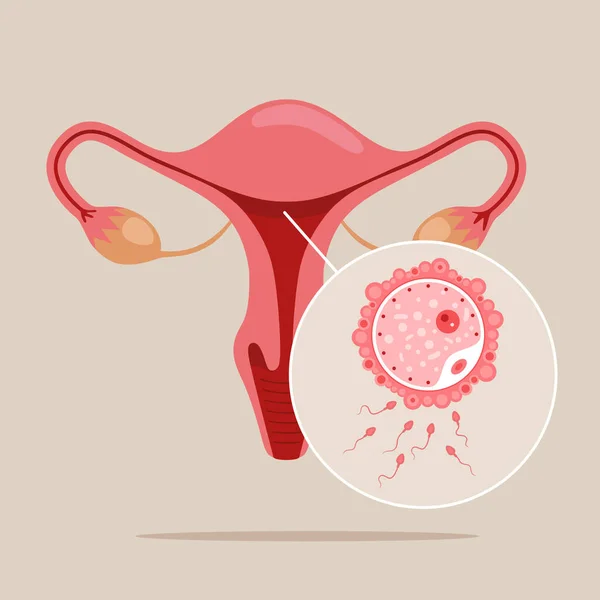 Development Embryo Ovulation Implantation Human Anatomy Fertilization Zygote Cleavage Morula — Archivo Imágenes Vectoriales