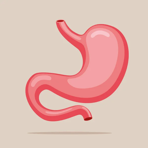 Stomach Icon Human Internal Organs Symbol Digestive System Anatomy Health — Archivo Imágenes Vectoriales