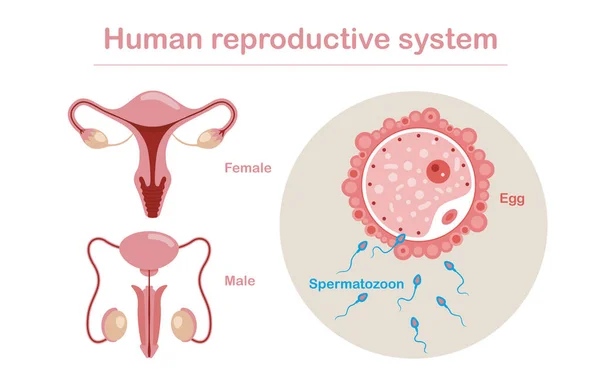 Human Reproductive System Anatomy Vector Set Male Female Reproductive System — Archivo Imágenes Vectoriales