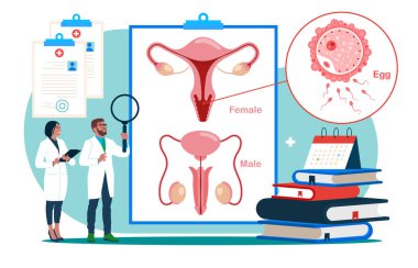 Medical specialist studying donor inner organ.  Abstract concept of Vector set of male and female reproductive system. Seminar, lecture, healthcare meeting concept.