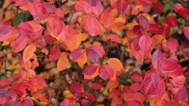 Sonbahar kırmızı ve turuncu Cotoneaster lucidus, parlak cotoneaster, ya da çit kronometre yapraklı dallar, arka plandaki tüm HD video görüntülerini gerçek zamanlı olarak kapatın