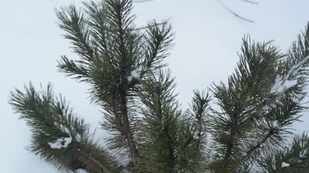 Νεαρή Γυναίκα Φροντίζει Για Δέντρο Στη Χειμερινή Αυλή Ψεκασμό Ερυθρελάτης — Αρχείο Βίντεο