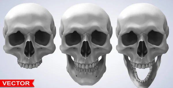 Detailed Graphic Photorealistic Cool Black White Human Skulls Gray Background — Archivo Imágenes Vectoriales