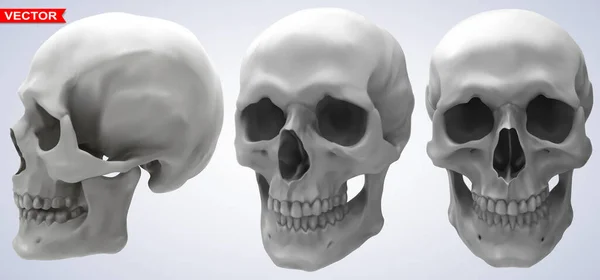 Detailed Graphic Photorealistic Black White Human Skulls Gray Background Vector — Archivo Imágenes Vectoriales