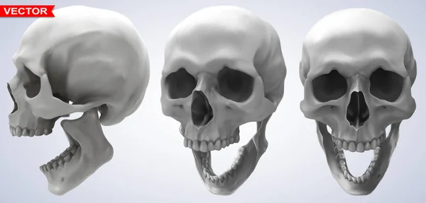 詳細なグラフィックフォトリアリスティックな黒と白の笑顔の人間の頭蓋骨 灰色の背景で ベクトルアイコンセット 正面図 — ストックベクタ