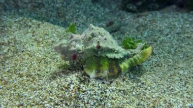 Gastropod Murex deniz tabanında.