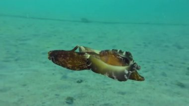 Deniz tavşanı su sütunu boyunca yüzer..