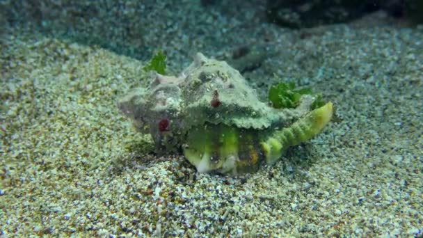 Gastropod Murex en el fondo del mar. — Vídeos de Stock
