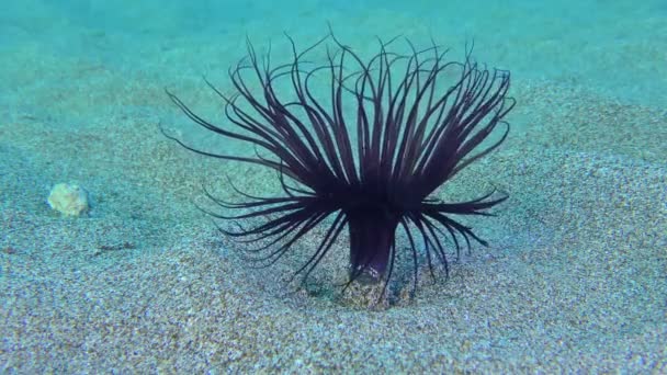 Sötét színű anemone a tengerfenéken. — Stock videók