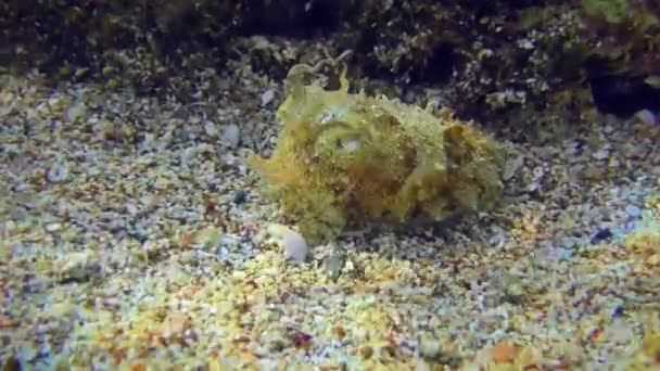海底の岩の横のイカ. — ストック動画