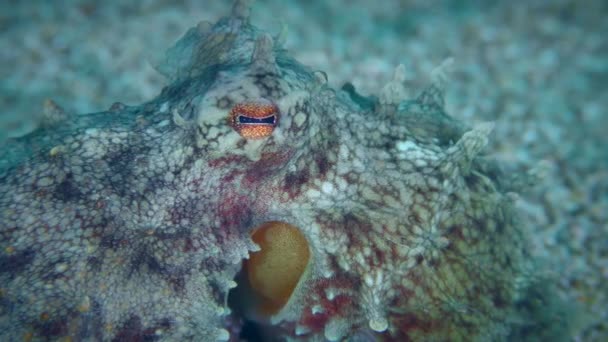 Octopus muotokuva merenpohjassa. — kuvapankkivideo