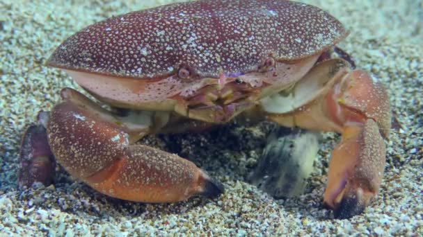 沙质海床上的红蛋蟹. — 图库视频影像