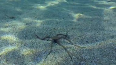 Kumlu deniz tabanında Kırılgan Yıldız.