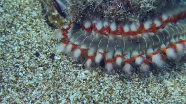 Kumlu bir deniz tabanında sakallı ateş solucanı.