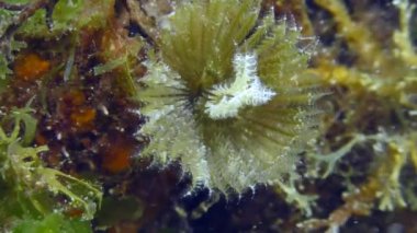 Deniz tabanında tavus kuşu solucanı.