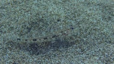Kumlu sığ sularda goby.