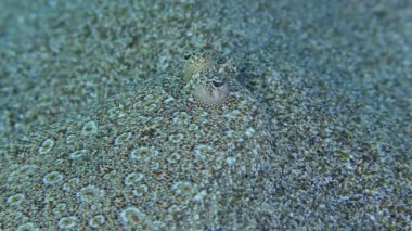 Kumlu dipte Büyük Gözlü Boğa.