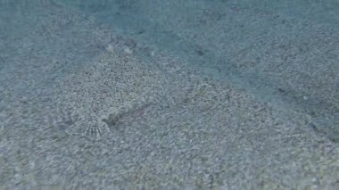 Kumlu deniz tabanında Büyük Gözlü Boğa.