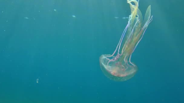 Желе Pelagia noctiluca плавает в водяном столбе. — стоковое видео