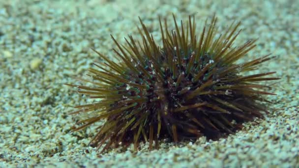 Purple Sea Urchin sul fondo sabbioso. — Video Stock
