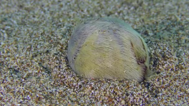 Cœur d'oursin commun au fond de la mer. — Video