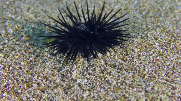 Μαύρη Θάλασσα Urchin στον αμμώδη πυθμένα. — Αρχείο Βίντεο