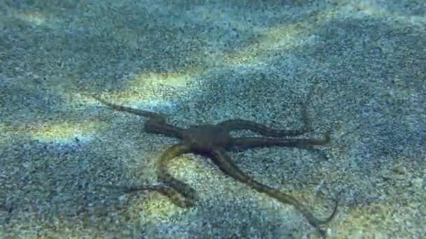 Brittle Star on the sandy seabed. — Stock Video