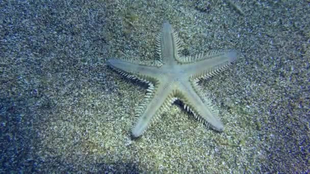 Homokos tengeri csillag egy homokos tengerfenéken. — Stock videók