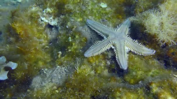 Sand Sjöstjärnor på havsbotten övervuxna med alger. — Stockvideo