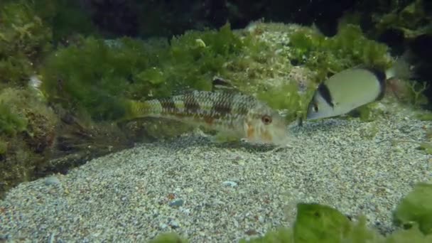 Simbiosis mutua de algunas especies de peces. — Vídeo de stock