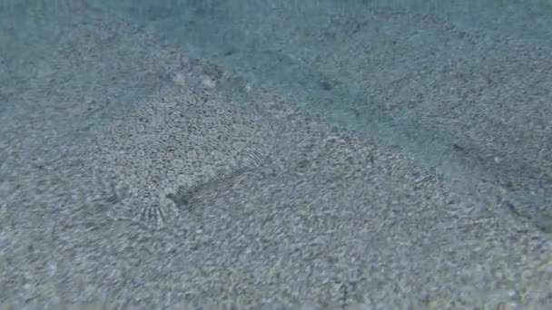Wide eyed Flounder sul fondale sabbioso. — Video Stock