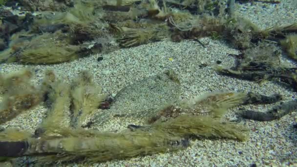 Flounder mata lebar di dasar laut berpasir. — Stok Video