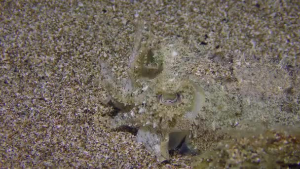 Tintenfische auf dem sandigen Meeresboden. — Stockvideo