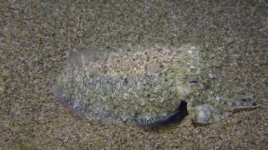 Yaygın mürekkep balığı kumlu deniz yatağının üzerinde yüzer.