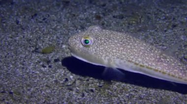 Deniz Sarı benekli Puffer 'ı kumlu deniz tabanında.