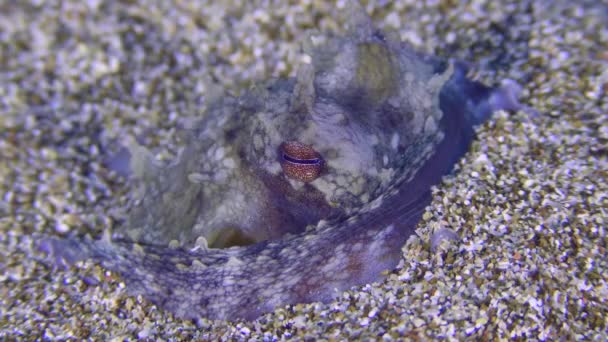 Portrait of Octopus on the sandy bottom. — Stock Video