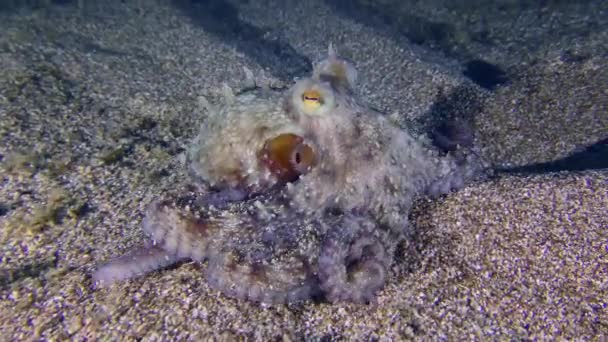 Octopus on the sandy bottom. — Stock Video