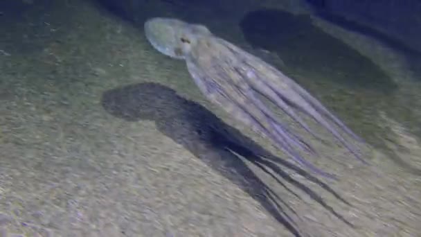Pulpo en el fondo del mar arenoso. — Vídeos de Stock
