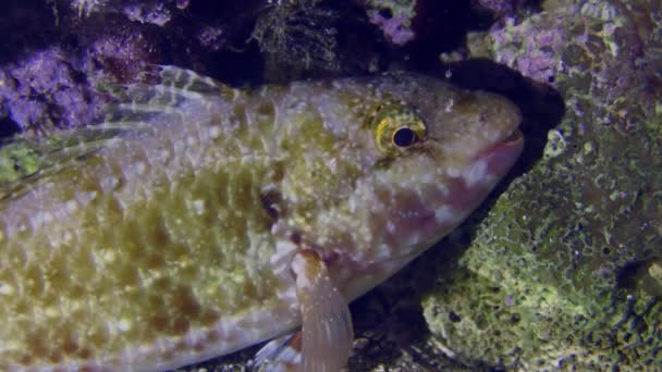 Parrotfish Mediterrâneo na cor mascaramento. — Vídeo de Stock