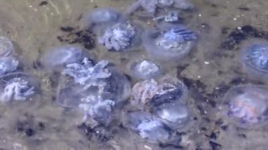 Sörfte bir sürü ölü varil denizanası var..