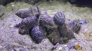 Gastropodlar Ağ Köpek Whelk ölü balık yiyor.