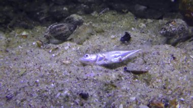 Ağ Köpek Whelk ölü balık yer.