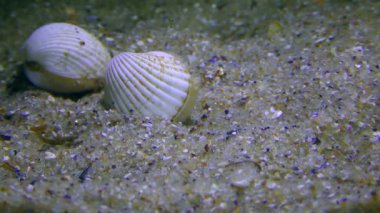 Cockle veya Cardium kuma yuva yapar..