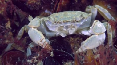 Deniz tabanında Greyfurt Yengeci.