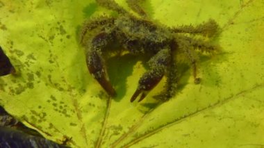 Denizde sonbahar mevsimi.