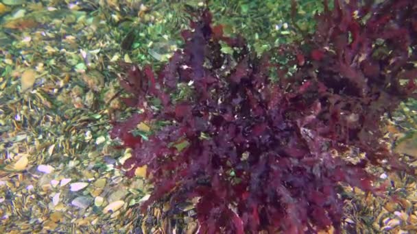 红藻随海浪拍打海床而摇曳. — 图库视频影像